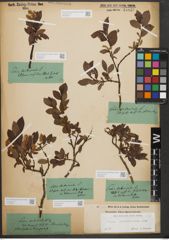 Foto von Salix waldsteiniana Willd.